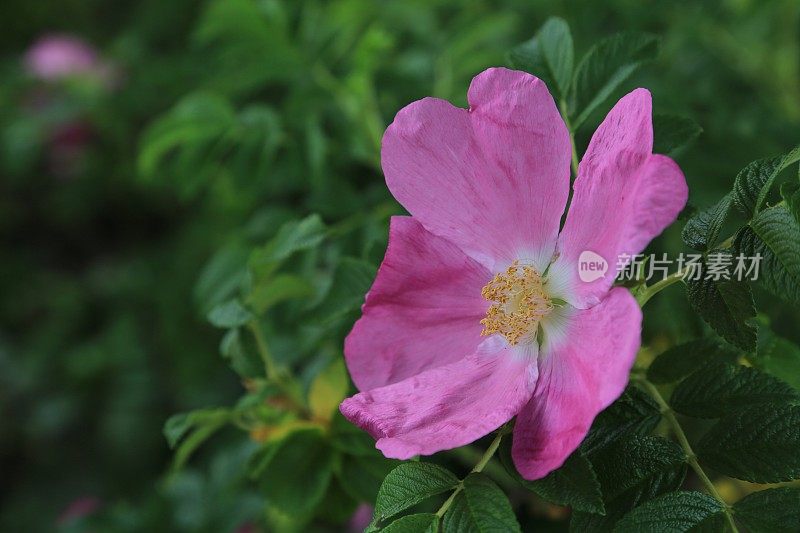 公园里美丽的粉红色狗玫瑰(Rosa canina)